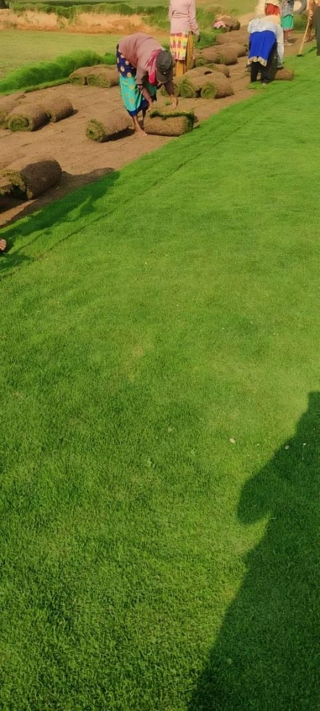 Bermuda grass in saharanpur, Bermuda lawn grass in saharanpur, natural lawn grass in saharanpur