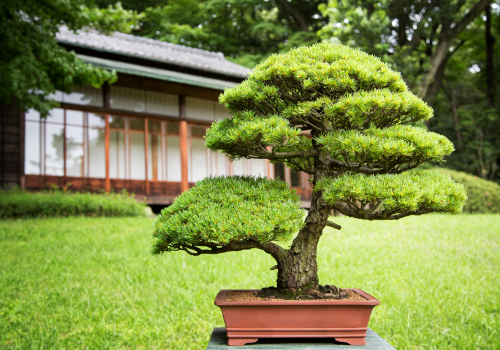 landscaping services, landscaping design, landscaping company, landscaping companies, garden landscaping, hardscaping, landscaping architect, landscaping trees, garden design landscaping, desert landscaping, gardening and landscaping, landscaping near me, landscape design, landscaping ideas, Landscaping work, Top Landscaping companies in India, Landscaping in India