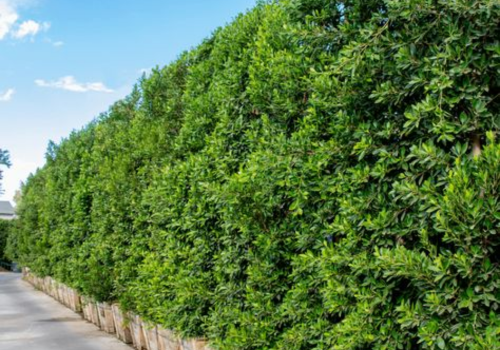 landscaping services, landscaping design, landscaping company, landscaping companies, garden landscaping, hardscaping, landscaping architect, landscaping trees, garden design landscaping, desert landscaping, gardening and landscaping, landscaping near me, landscape design, landscaping ideas, Landscaping work, Top Landscaping companies in India, Landscaping in India