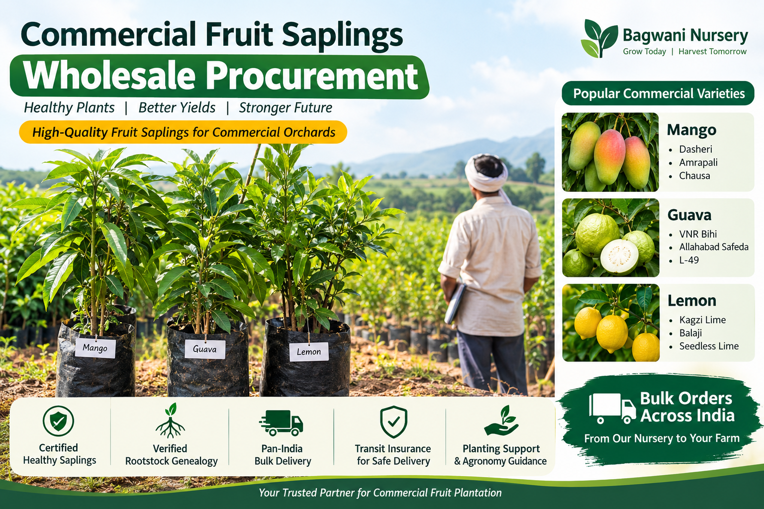 Commercial Fruit Saplings Wholesale Procurement Guide for Farmers