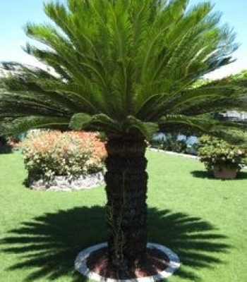 Cycas Revoluta | Sago Palm in chandigarh | King Sago Palm | Cycas Palm in chandigarh Tree | Japanese Palm | Buy At Wholesale Price | Bagwani Nursery