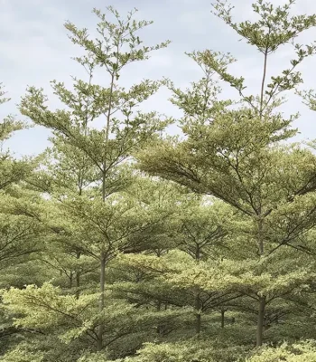 Terminalia in chilkana Mantaly Variegata