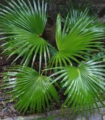 China Palm in Chilkana |Livistona Chinensis | Fountain Palm | Serdang | Chinese Fan Palm Plant | Buy At Wholesale Price | Bagwani Nursery