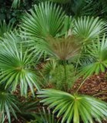 China Palm in saharanpur |Livistona Chinensis | Fountain Palm | Serdang | Chinese Fan Palm Plant | Buy At Wholesale Price | Bagwani Nursery