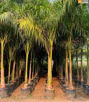 Royal Bottle Palm in gajraula Tree | Roystonea Regia | Wholesale Price | For Landscapers/Lawn Owners/ House Garden