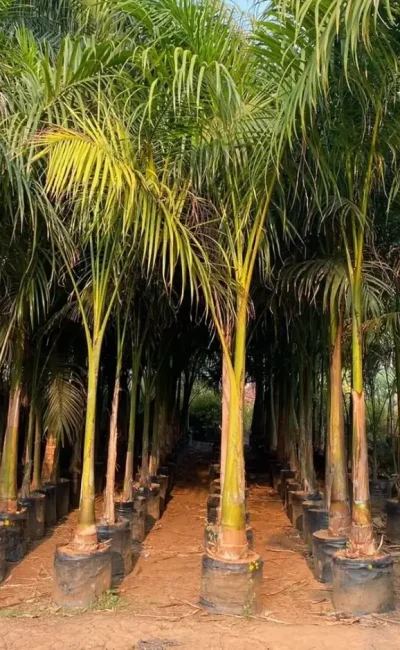 Royal Bottle Palm Tree | Roystonea Regia | Wholesale Price | For Landscapers/Lawn Owners/ House Garden 1 Royal Bottle Palm in gajraula Tree | Roystonea Regia | Wholesale Price | For Landscapers/Lawn Owners/ House Garden