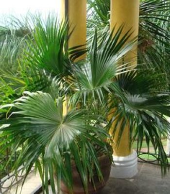 China Palm in Gajraula |Livistona Chinensis | Fountain Palm | Serdang | Chinese Fan Palm Plant | Buy At Wholesale Price | Bagwani Nursery