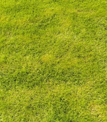 bermuda natural lawn grass in saharanpur bagwani nursery