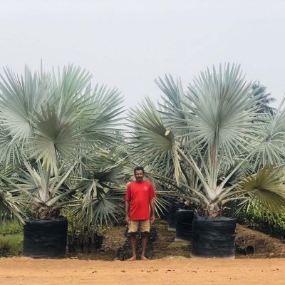 Bismarckia-Nobiis-Silver bismarck palm