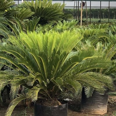 Cycas-Revoluta-2 Cycas-Revoluta-2