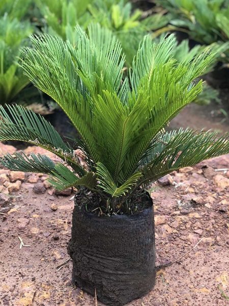 Cycas Revoluta