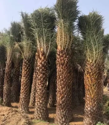 Date Palm in saharanpur Tree | Phoenix Dactylifera Plant | Khajur Tree | Date Fruit | Buy At Wholesale Price | Bagwani Nursery