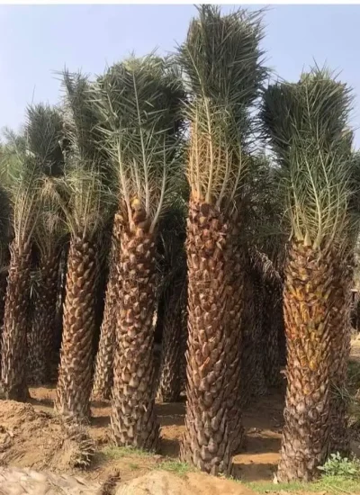 Date Palm in saharanpur Tree | Phoenix Dactylifera Plant | Khajur Tree | Date Fruit | Buy At Wholesale Price | Bagwani Nursery