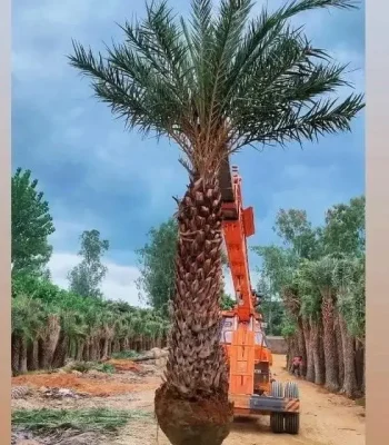 Date Palm in chilkana Tree | Phoenix Dactylifera Plant | Khajur Tree | Date Fruit | Buy At Wholesale Price | Bagwani Nursery