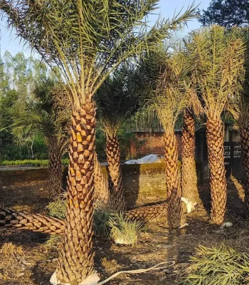 Date Palm in chandigarh Tree | Phoenix Dactylifera Plant | Khajur Tree | Date Fruit | Buy At Wholesale Price | Bagwani Nursery