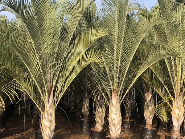 Dypsis-decaryi-Triangular-palm-2 plant nursery in saharanpur
