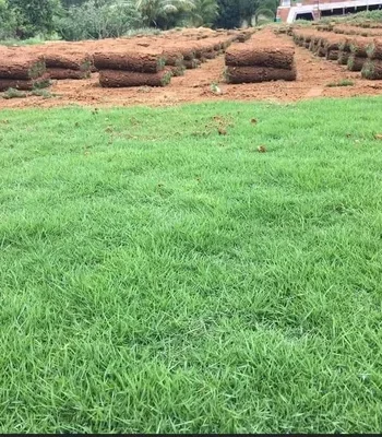 natural-mexican-lawn-grass-bagwani-nursery-in-saharanpur-wholesale-plant-supplier