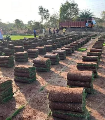 natural-mexican-lawn-grass-bagwani-nursery-in-saharanpur-wholesale-plant-supplier