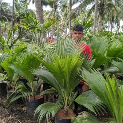 Fiji Fan Palm Fiji Fan Palm bagwani nursery in saharanpur wholesale plant supplier