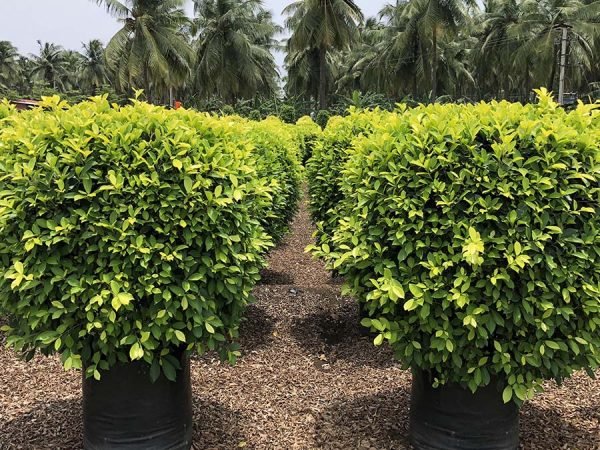 Ficus-Panda-4 online nursery in chandigarh