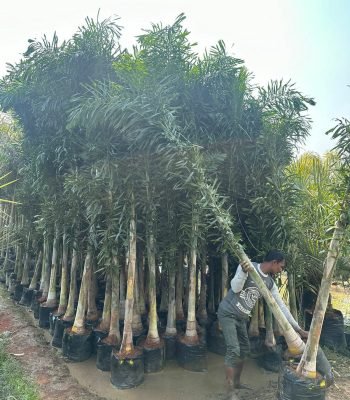 foxtail palm in chilkana