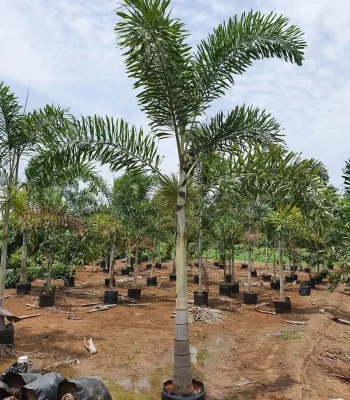 Foxtail Palm (Wodyetia Bifurcata) | Fox Tail Tree For Landscapers/Lawn Owners/ House Garden