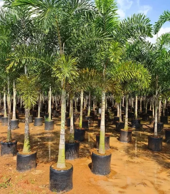 Foxtail Palm in Gajraula (Wodyetia Bifurcata) | Fox Tail Tree For Landscapers/Lawn Owners/ House Garden