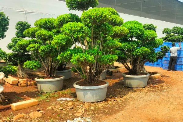 Bagwani Nursery Bagwani Nursery in Saharanpur wholesale Plant Nursery