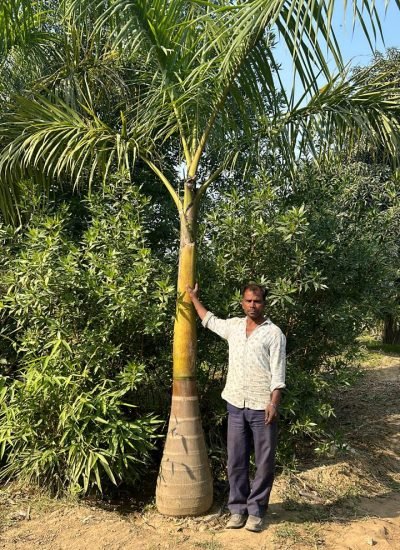 Royal Bottle 1 bottle palm in saharanpur