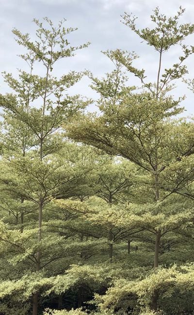 Terminalia in Chandigarh Mantaly Variegated