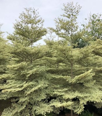 Terminalia in Gajraula Mantaly Variegated