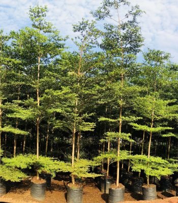 Terminalia in Saharanpur Mantaly Green