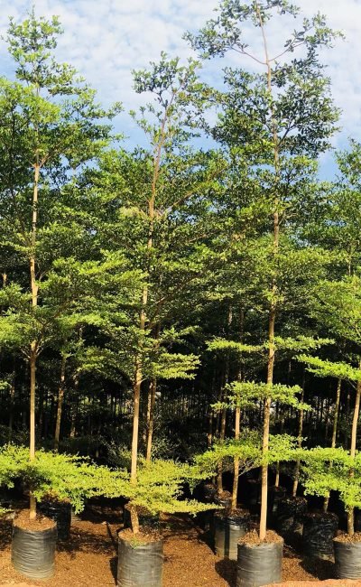 Terminalia Mantaly Green 1 Terminalia in Saharanpur Mantaly Green