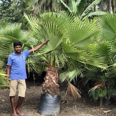 Washingtonia-Filifera-2 Washingtonia-Filifera-2