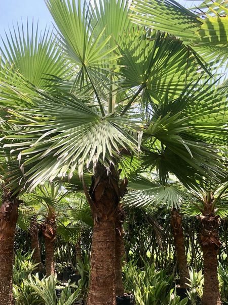 Washingtonia palm in saharanpur Filifera