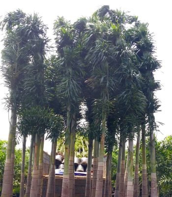 Foxtail Palm in Dehradun