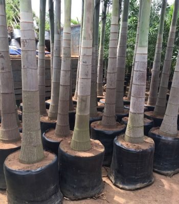 Wodyetia Bifurcata (Foxtail Palm)