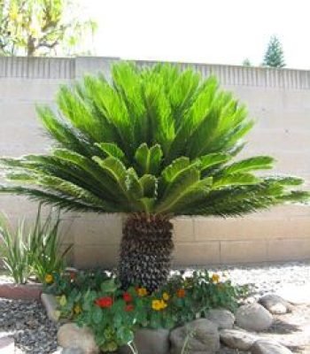 sago palm in chilkana Cycas Revoluta | Sago Palm | King Sago Palm | Cycas Palm in chilkana Tree | Japanese Palm | Buy At Wholesale Price | Bagwani Nursery