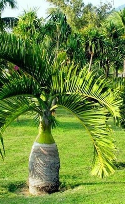 Stunning Bottle Palm in chandigarh (Hyophorbe Lagenicaulis) Plant for Sale