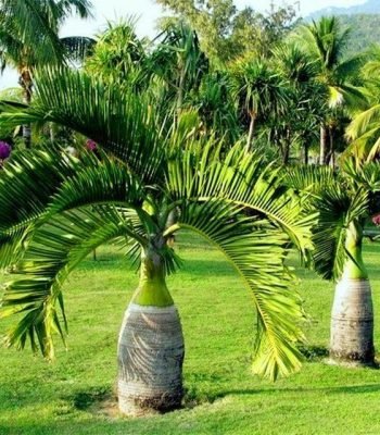 Stunning Bottle Palm in Dehradun (Hyophorbe Lagenicaulis) Plant for Sale