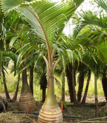 Stunning Bottle Palm in chilkana (Hyophorbe Lagenicaulis) Plant for Sale