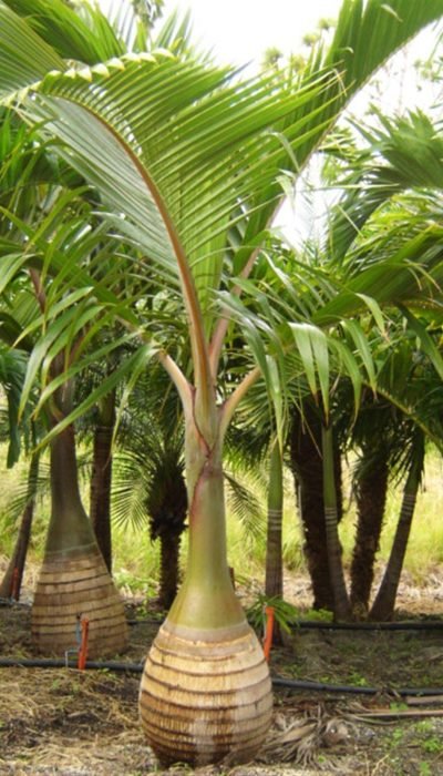 Stunning Bottle Palm (Hyophorbe Lagenicaulis) Plant for Sale 2 Stunning Bottle Palm in chilkana (Hyophorbe Lagenicaulis) Plant for Sale