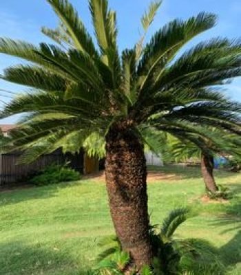 sago palm in gajraula Cycas Revoluta | Sago Palm | King Sago Palm | Cycas Palm in Gajraula Tree | Japanese Palm | Buy At Wholesale Price | Bagwani Nursery