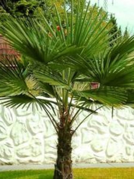 China Palm |Livistona Chinensis | Fountain Palm | Serdang | Chinese Fan Palm Plant | Buy At Wholesale Price | Bagwani Nursery