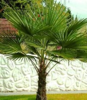 China Palm |Livistona Chinensis | Fountain Palm | Serdang | Chinese Fan Palm Plant | Buy At Wholesale Price | Bagwani Nursery