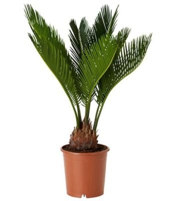 Cycas Plant, Sago Palm, Cycas revoluta - Plant