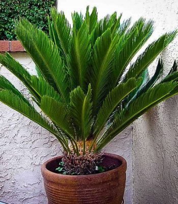 Sago palm in Saharanpur Cycas palm in saharanpur Plant, Queen Sago, Cycas circinalis - Plant