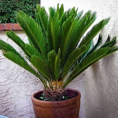 nurserylive-plants-cycas-plant-queen-sago-cycas-circinalis-plant-16968809578636 nurserylive-plants-cycas-plant-queen-sago-cycas-circinalis-plant-16968809578636