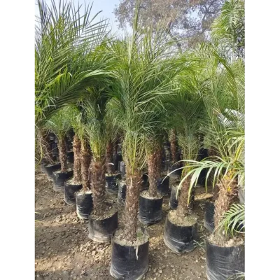 Phoenix Palm in Gajraula (Phoenix Canariensis) | Canary Island Date Palm | For Landscapers/Lawn Owners/ House Garden