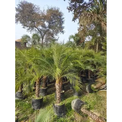 Phoenix Palm in chandigarh (Phoenix Canariensis) | Canary Island Date Palm | For Landscapers/Lawn Owners/ House Garden